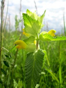 Zottiger Klappertopf (Rhinanthus alectorolophus) auf einer Wiese in den Horststückern im Landschaftsschutzgebiet „Hockenheimer Rheinbogen“