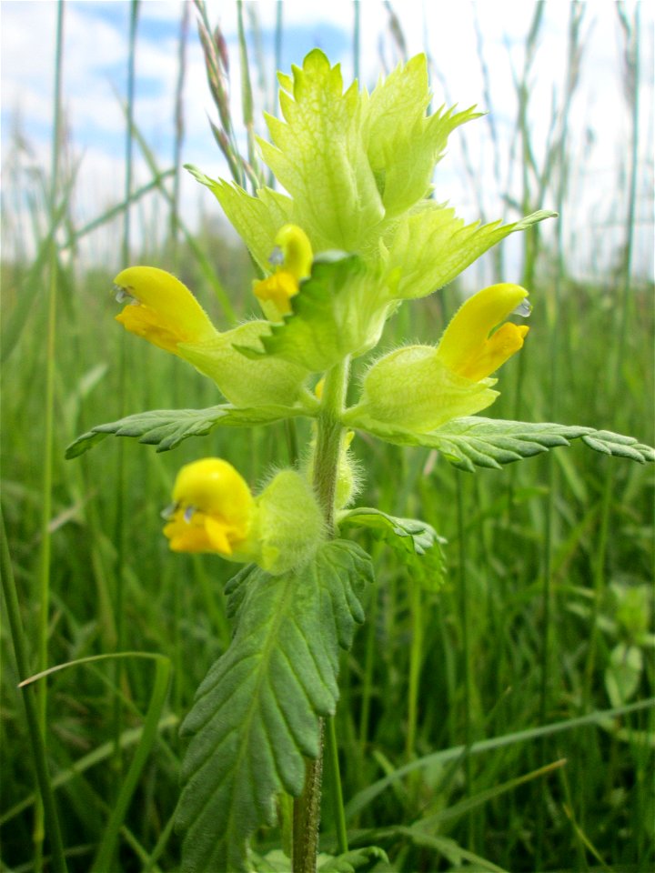 Zottiger Klappertopf (Rhinanthus alectorolophus) auf einer Wiese in den Horststückern im Landschaftsschutzgebiet „Hockenheimer Rheinbogen“