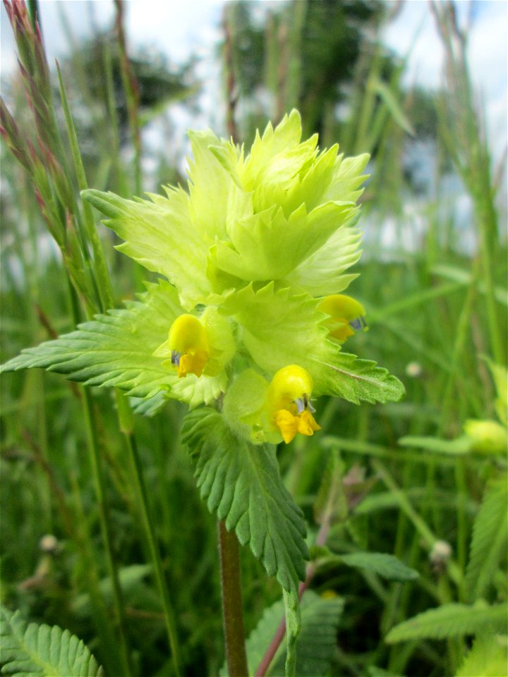Zottiger Klappertopf (Rhinanthus alectorolophus) auf einer Wiese in den Horststückern im Landschaftsschutzgebiet „Hockenheimer Rheinbogen“