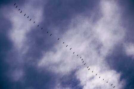 Poultry animal world flock of birds