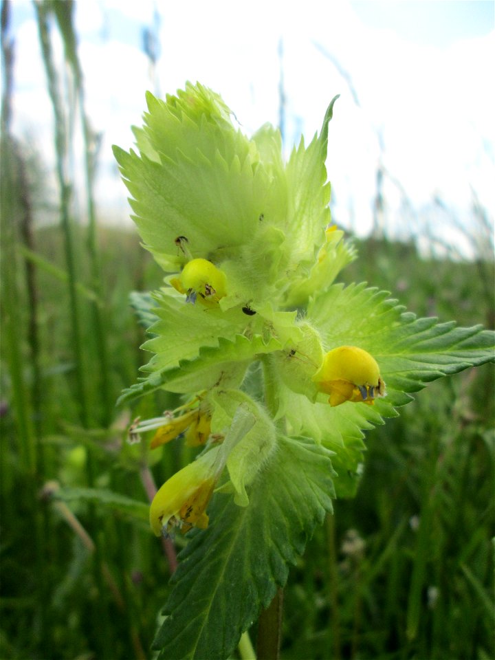 Zottiger Klappertopf (Rhinanthus alectorolophus) auf einer Wiese in den Horststückern im Landschaftsschutzgebiet „Hockenheimer Rheinbogen“
