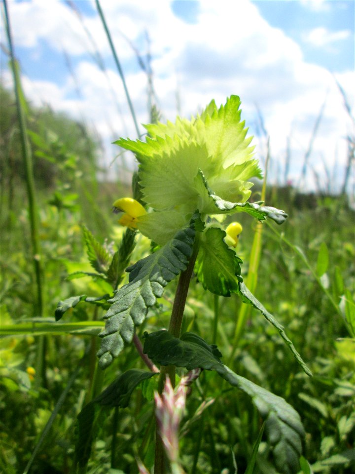 Zottiger Klappertopf (Rhinanthus alectorolophus) auf einer Wiese in den Horststückern im Landschaftsschutzgebiet „Hockenheimer Rheinbogen“