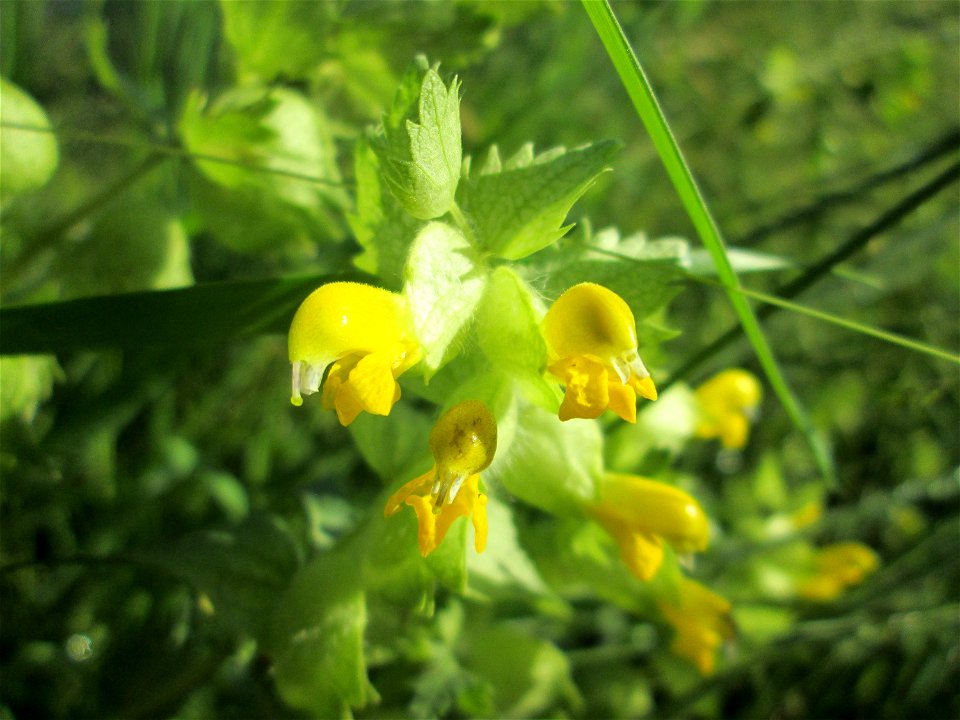 Zottiger Klappertopf (Rhinanthus alectorolophus) im Naturschutzgebiet „Hochholz-Kapellenbruch“