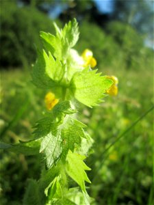 Zottiger Klappertopf (Rhinanthus alectorolophus) im Naturschutzgebiet „Hochholz-Kapellenbruch“