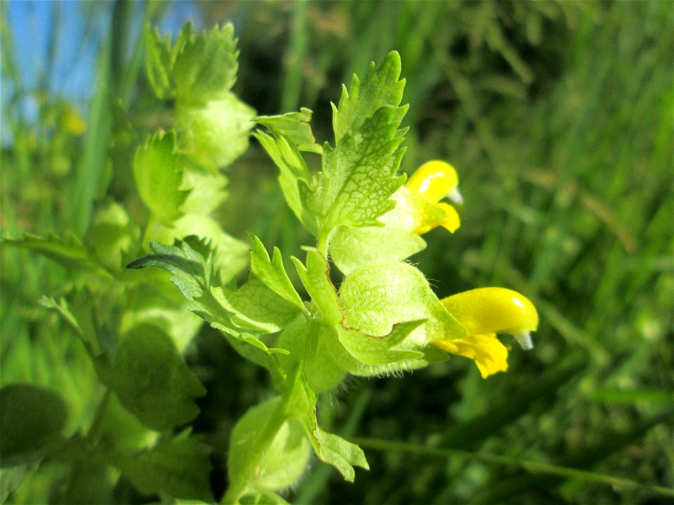 Zottiger Klappertopf (Rhinanthus alectorolophus) im Naturschutzgebiet „Hochholz-Kapellenbruch“