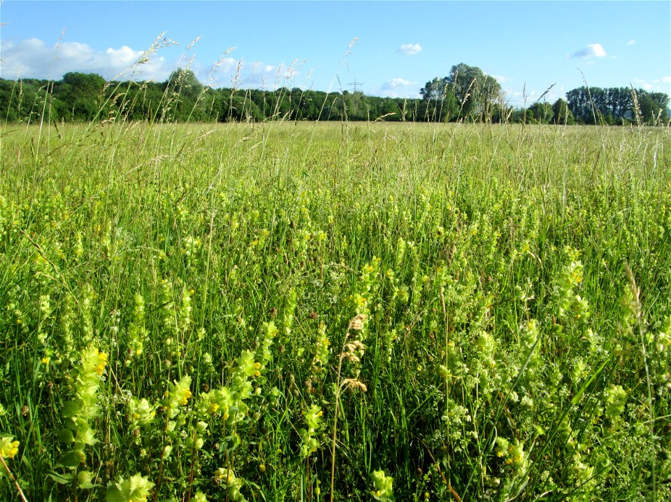 Klappertopf-Wiese (Rhinanthus alectorolophus) im Naturschutzgebiet „Hochholz-Kapellenbruch“