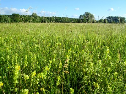 Klappertopf-Wiese (Rhinanthus alectorolophus) im Naturschutzgebiet „Hochholz-Kapellenbruch“