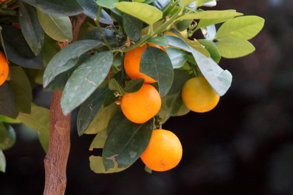 Healthy nutrition fruits