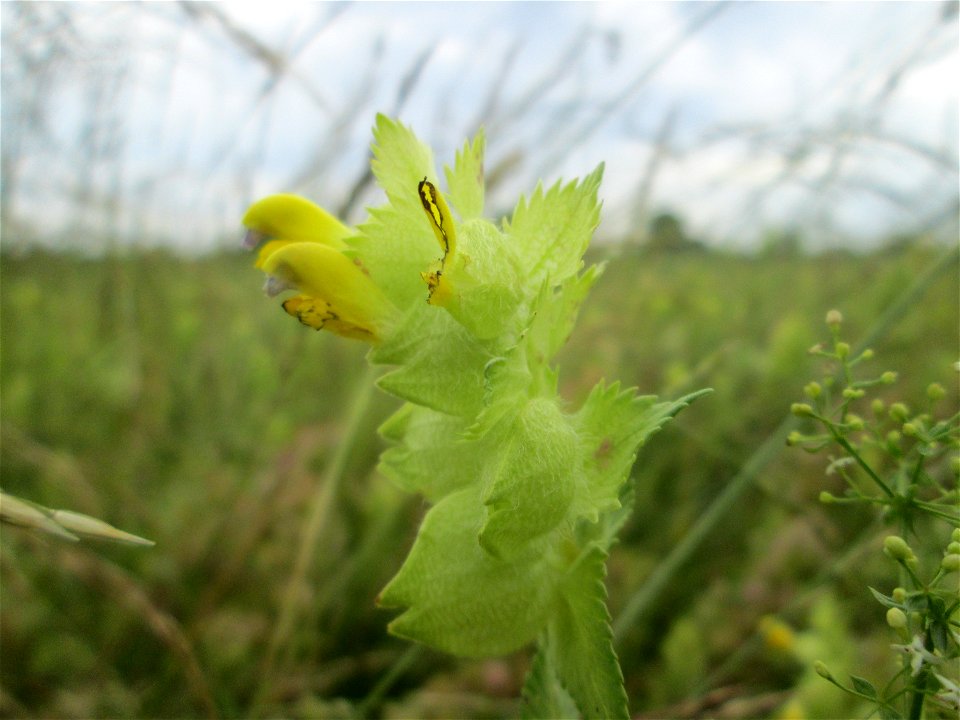 Zottiger Klappertopf (Rhinanthus alectorolophus) im Landschaftsschutzgebiet „Hockenheimer Rheinbogen“