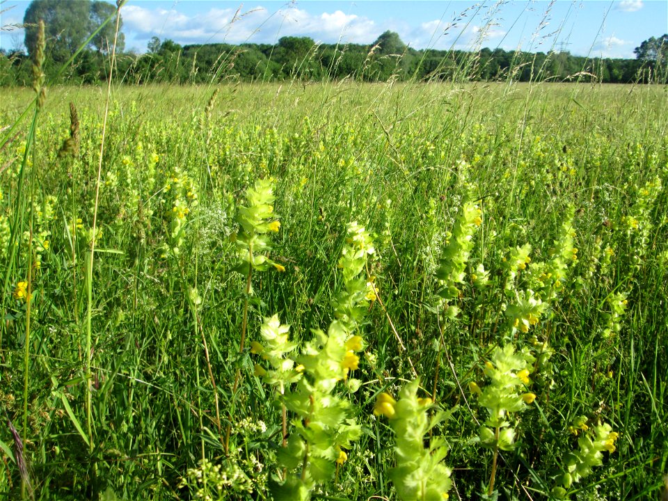 Klappertopf-Wiese (Rhinanthus alectorolophus) im Naturschutzgebiet „Hochholz-Kapellenbruch“