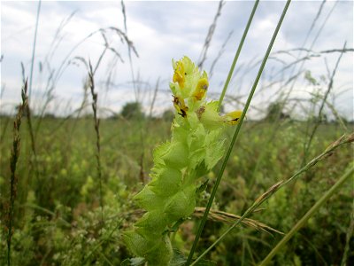 Zottiger Klappertopf (Rhinanthus alectorolophus) im Landschaftsschutzgebiet „Hockenheimer Rheinbogen“