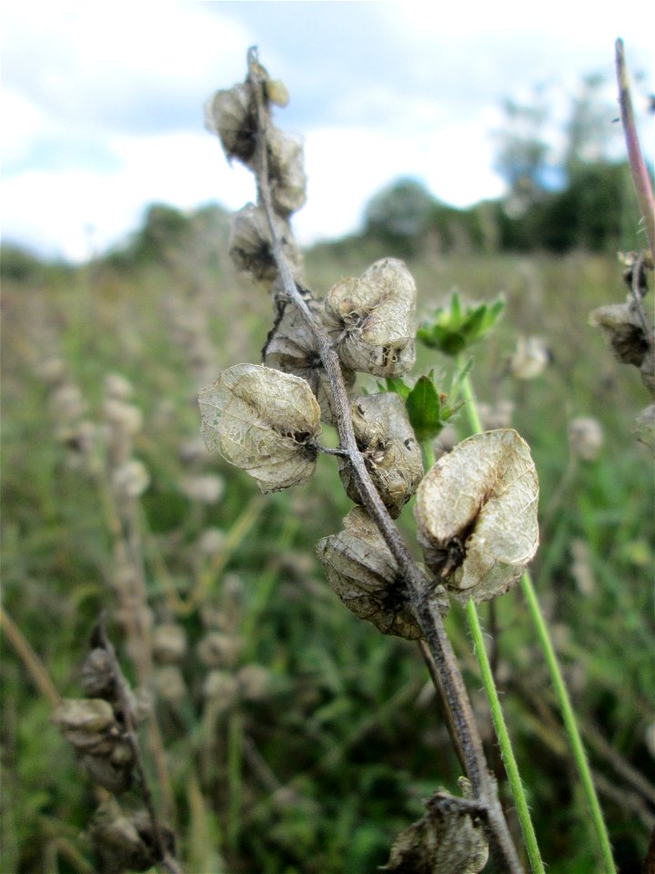 Fruchtstand vom Zottigen Klappertopf (Rhinanthus alectorolophus) im Naturschutzgebiet Wusterhang und Beierwies bei Fechingen