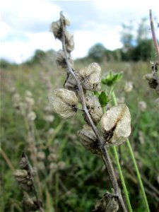 Fruchtstand vom Zottigen Klappertopf (Rhinanthus alectorolophus) im Naturschutzgebiet Wusterhang und Beierwies bei Fechingen
