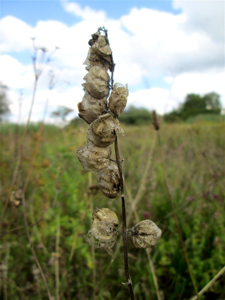 Fruchtstand vom Zottigen Klappertopf (Rhinanthus alectorolophus) im Naturschutzgebiet Wusterhang und Beierwies bei Fechingen