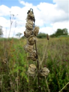 Fruchtstand vom Zottigen Klappertopf (Rhinanthus alectorolophus) im Naturschutzgebiet Wusterhang und Beierwies bei Fechingen photo