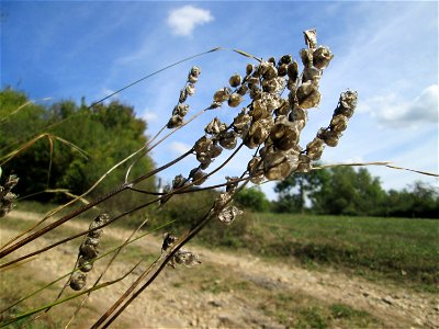 Fruchtstand vom Zottigen Klappertopf (Rhinanthus alectorolophus) auf einer Streuobstwiese oberhalb von Fechingen