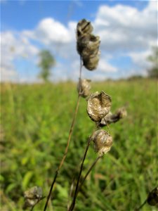Fruchtstand vom Zottigen Klappertopf (Rhinanthus alectorolophus) im Naturschutzgebiet Wusterhang und Beierwies bei Fechingen