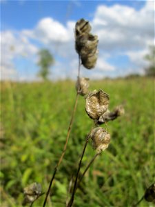 Fruchtstand vom Zottigen Klappertopf (Rhinanthus alectorolophus) im Naturschutzgebiet Wusterhang und Beierwies bei Fechingen photo