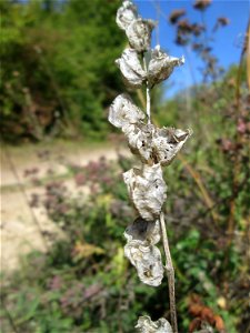 Fruchtstand vom Zottigen Klappertopf (Rhinanthus alectorolophus) auf einer Streuobstwiese oberhalb von Fechingen