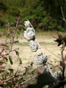 Fruchtstand vom Zottigen Klappertopf (Rhinanthus alectorolophus) auf einer Streuobstwiese oberhalb von Fechingen
