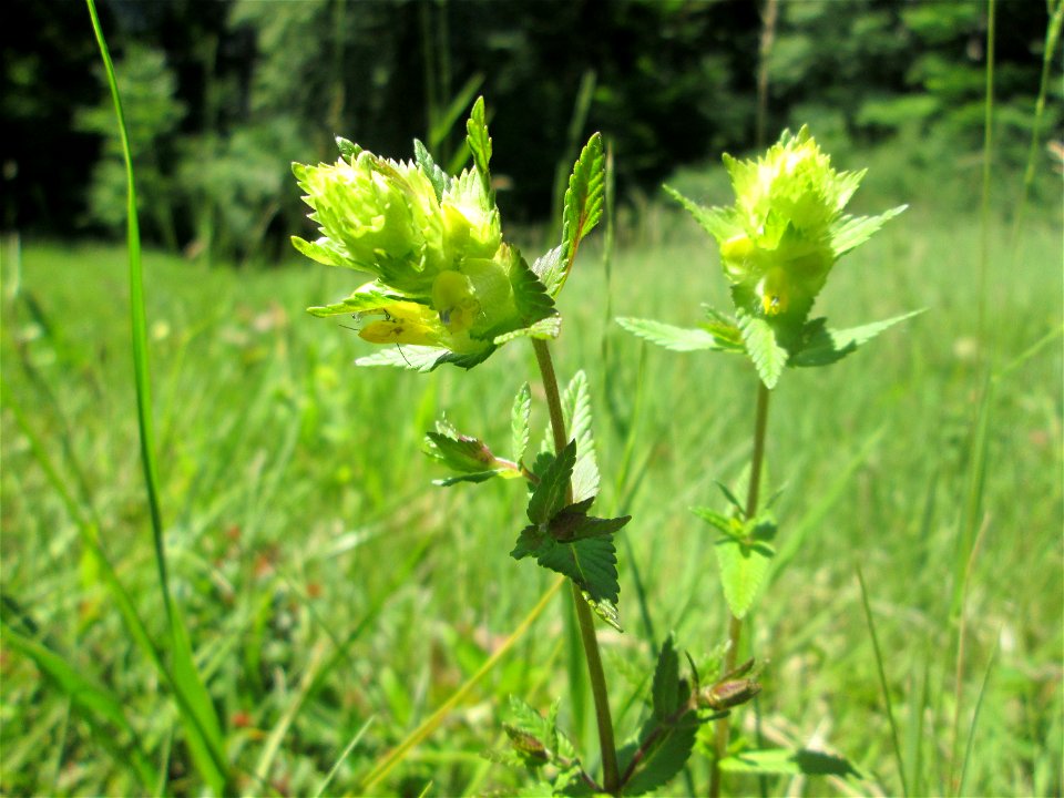 Zottiger Klappertopf (Rhinanthus alectorolophus) im Naturschutzgebiet „Wusterhang“ oberhalb von Fechingen