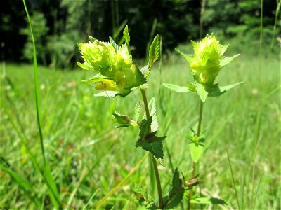 Zottiger Klappertopf (Rhinanthus alectorolophus) im Naturschutzgebiet „Wusterhang“ oberhalb von Fechingen