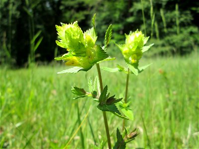 Zottiger Klappertopf (Rhinanthus alectorolophus) im Naturschutzgebiet „Wusterhang“ oberhalb von Fechingen