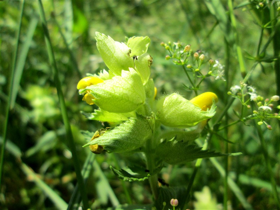 Zottiger Klappertopf (Rhinanthus alectorolophus) nahe der Beierwies im Landschaftsschutzgebiet „Wisch- und Wogbachtal“ oberhalb von Fechingen