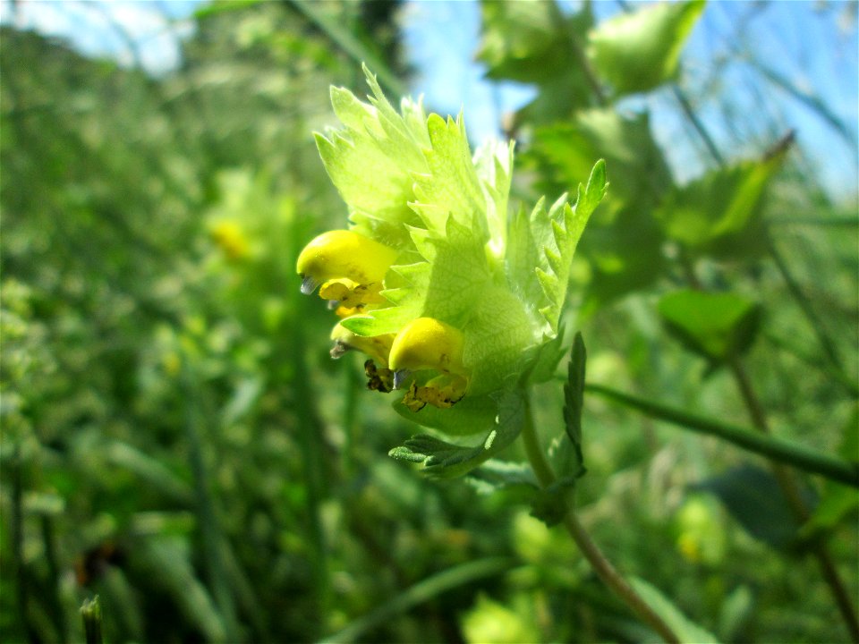 Zottiger Klappertopf (Rhinanthus alectorolophus) nahe der Beierwies im Landschaftsschutzgebiet „Wisch- und Wogbachtal“ oberhalb von Fechingen