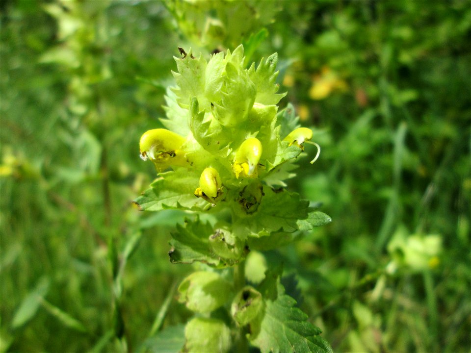 Zottiger Klappertopf (Rhinanthus alectorolophus) im oberen Almet in Sankt Arnual