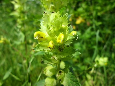 Zottiger Klappertopf (Rhinanthus alectorolophus) im oberen Almet in Sankt Arnual