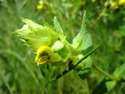 Zottiger Klappertopf (Rhinanthus alectorolophus) im oberen Almet in Sankt Arnual