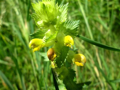 Zottiger Klappertopf (Rhinanthus alectorolophus) im oberen Almet in Sankt Arnual