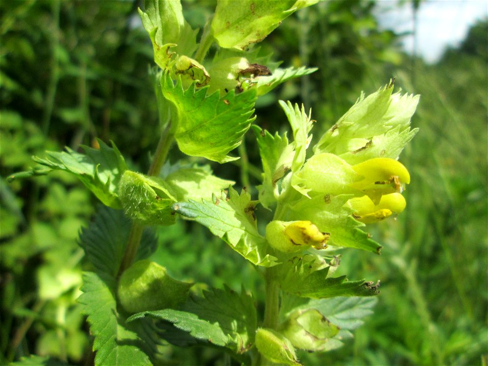 Zottiger Klappertopf (Rhinanthus alectorolophus) im oberen Almet in Sankt Arnual