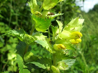Zottiger Klappertopf (Rhinanthus alectorolophus) im oberen Almet in Sankt Arnual