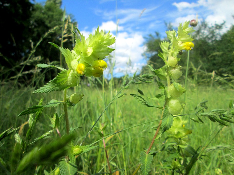 Zottiger Klappertopf (Rhinanthus alectorolophus) im oberen Almet in Sankt Arnual