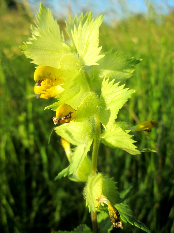 Zottiger Klappertopf (Rhinanthus alectorolophus) im Naturschutzgebiet „Birzberg, Honigsack/Kappelberghang“