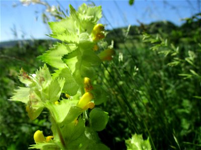 Zottiger Klappertopf (Rhinanthus alectorolophus) am Birzberg oberhalb von Fechingen
