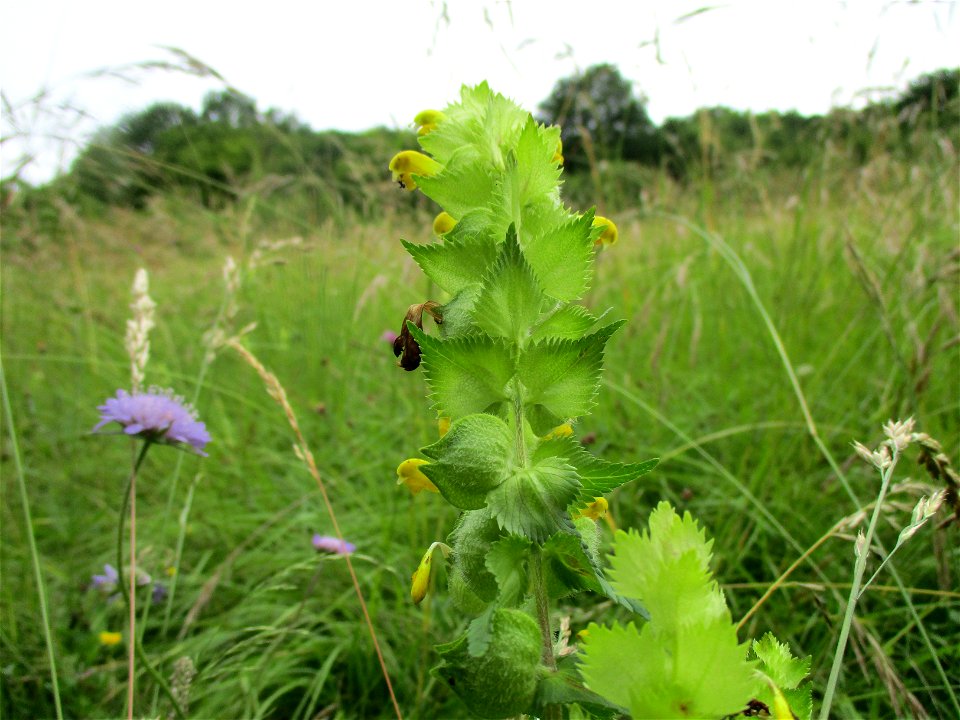 Zottiger Klappertopf (Rhinanthus alectorolophus) im Naturschutzgebiet Südlicher Bliesgau/Auf der Lohe bei Gersheim