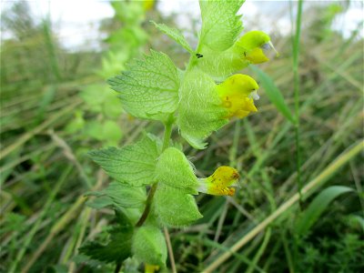 Zottiger Klappertopf (Rhinanthus alectorolophus) bei Ensheim