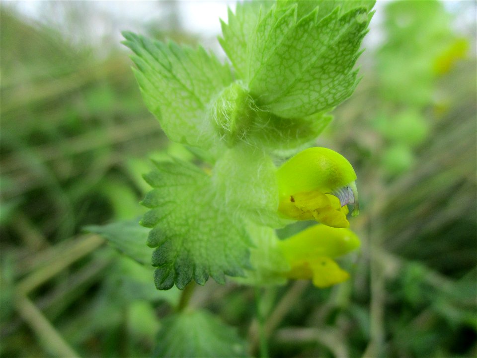 Zottiger Klappertopf (Rhinanthus alectorolophus) bei Ensheim