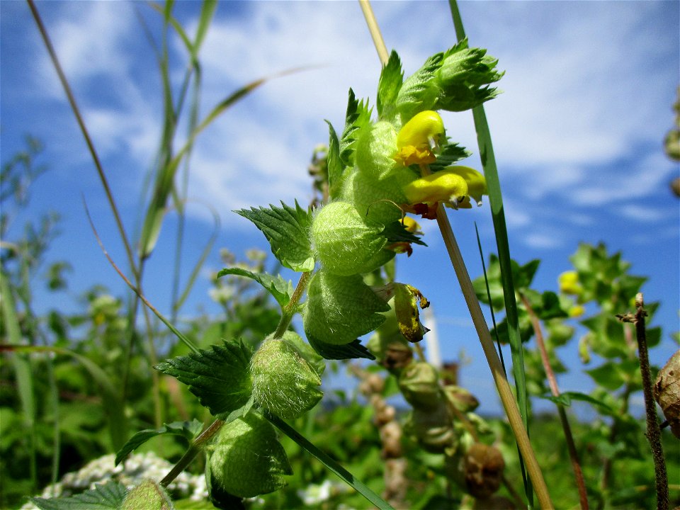 Zottiger Klappertopf (Rhinanthus alectorolophus) am Wickersberg bei Ensheim