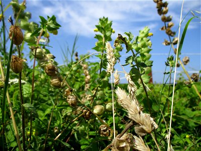 Zottiger Klappertopf (Rhinanthus alectorolophus) am Wickersberg bei Ensheim