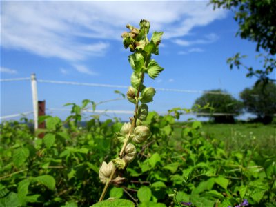 Zottiger Klappertopf (Rhinanthus alectorolophus) am Wickersberg bei Ensheim