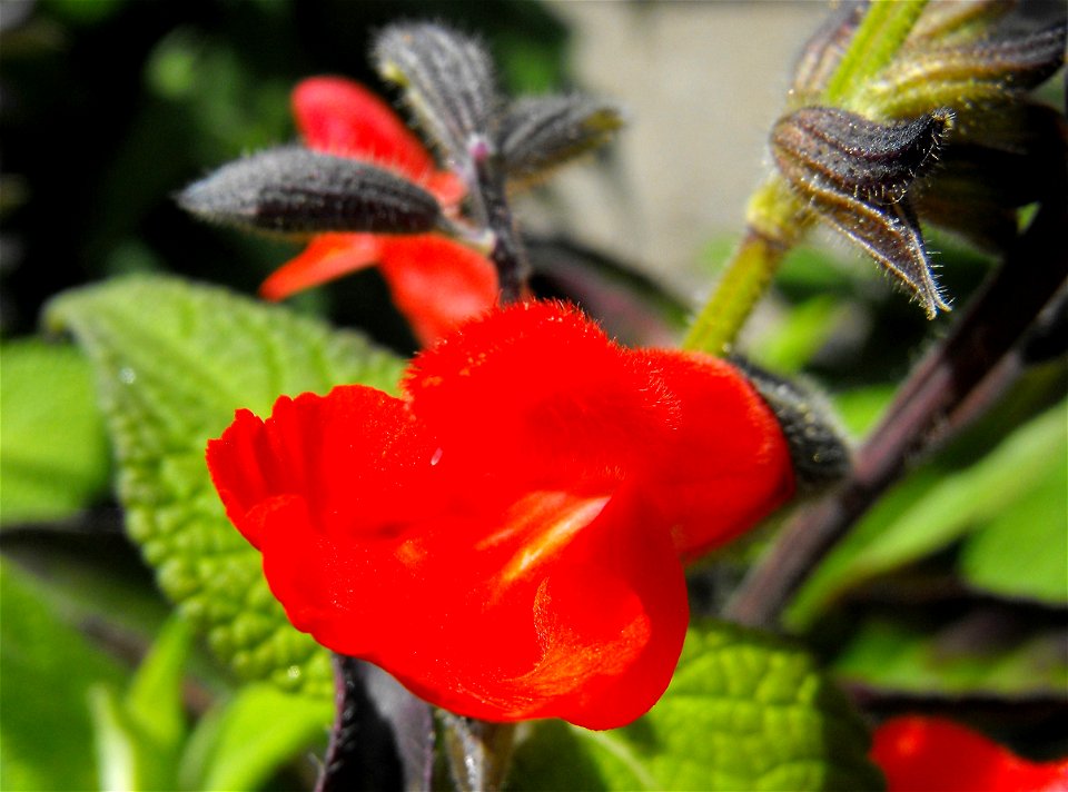 Salvia blepharophylla at the San Diego Home & Garden Show, California, USA. Identified by exhibitor's sign.