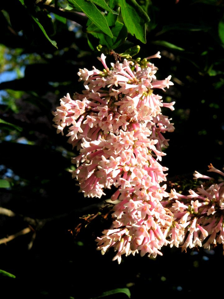 Syringa tomentella