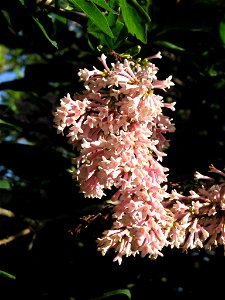 Syringa tomentella photo