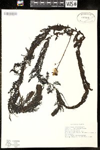 Utricularia intermedia