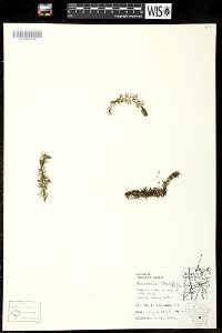 Utricularia intermedia