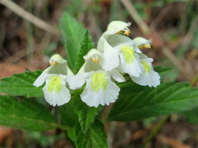 Gelber Hohlzahn (Galeopsis segetum) am Schalkenmehrener Maar